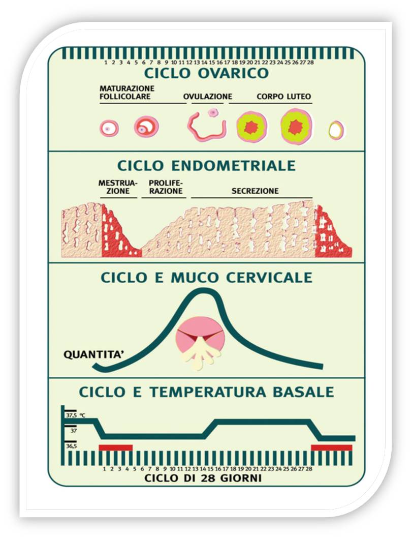 Fasi del ciclo descritte attraverso parametri quali endometrio, muco cervicale e temperatura basale